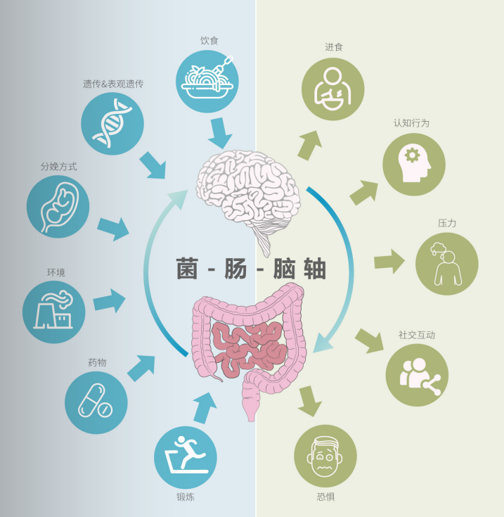 肠道菌群——癫痫治疗的关键